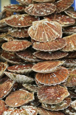 Taze neşter, balık dükkanında pekten maksimum.  