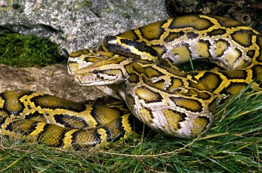 Hint Python, piton molurus 