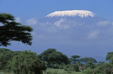 Masai Zürafa, zürafa camelopardalis tippelskirchi ve Kilimandjaro Dağı, Tanzanya  