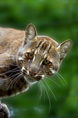 Asya Altın Kedisi ya da Temmink Kedisi, Katopuma Temmincki, Yetişkin  