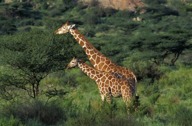 Zürafa, zürafa camelopardalis reticulata, Kenya Samburu Parkı 