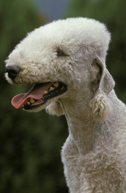Bedlington Terrier Köpeğinin Portresi  
