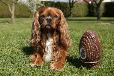 Cavalier King Charles Spaniel at Easter  clipart