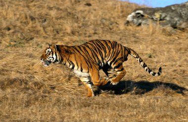 Bengal kaplanı, panthera tigris tigris, Yetişkin koşan  