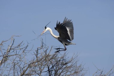 Gri balıkçıl, ardea cinerea, Yetişkin Uçuşu Gagasında Malzeme, Fransa 'da Kamp   