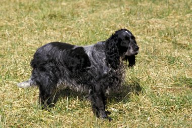 Mavi Picardy Spaniel Çimlerin üzerinde duran köpek  