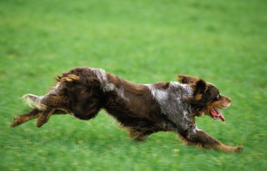 Picardy Spaniel Tarlada Koşan Köpek  