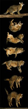 Brown Tabby Domestic Cat, Falling Sequence     clipart