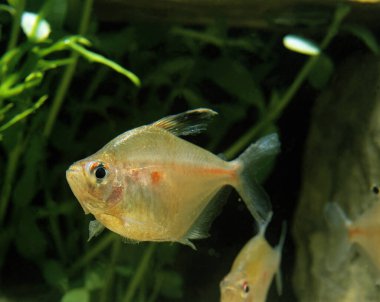Bleeding Heart Tetra, hyphessobrycon rubrostigma  