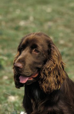 Arazi Spaniel Köpeğinin Portresi   