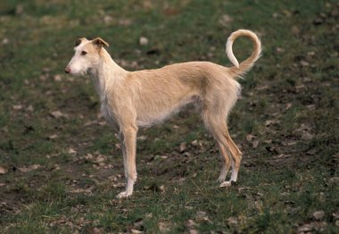 İspanyol Tel Saçlı Galgo veya İspanyol Tazı   