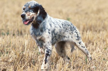 İngiliz Yerleşimci Köpek Tarlada  