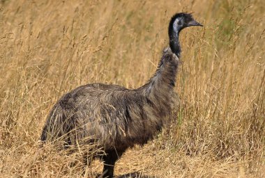 Emu, dromaius novaehollandiae, Yetişkin Long Grass, Avustralya 'da duruyor  