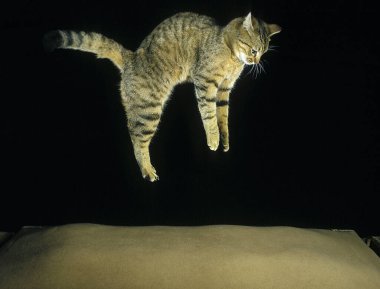 Kahverengi Tekir Kedi Düşüyor   