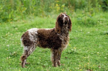 Pont Audemer Spaniel Köpek Çimlerin üzerinde duruyor 