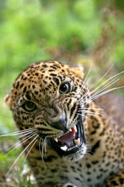 Sri Lanka Leoparı, Panthera pardus kotiya, Snarling, Savunma Duruşu 