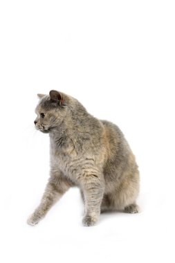 Mavi Krem İngiliz Kısaltmalı Evcil Kedi, Beyaz Arkaplan 'a karşı oturan Kadın    