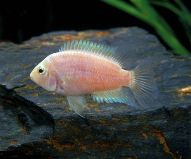 Mahkûm Cichlid, kriptoheros nigrofasciatus, Albino Balığı  