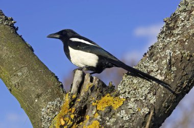 Siyah gagalı Magpie ya da Avrupa Saksağanı, pica pica, Normandiya 