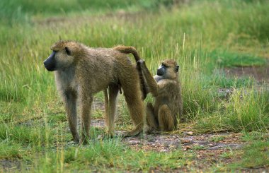 Chacma Babun, papio idrar, çift tımar, Güney Afrika Kruger Parkı 