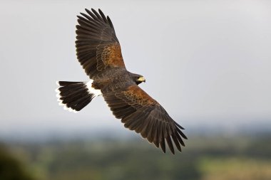 Harris Hawk, parabuteo unicinctus, in Flight   clipart