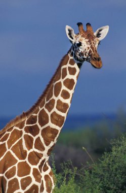 Reticulated Giraffe, giraffa camelopardalis reticulata, Portrait of Adult, Samburu Park in Kenya   clipart