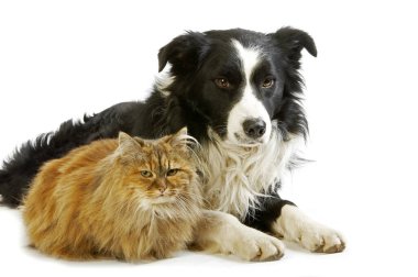 Erkek Sınırı Collie ve Dişi Kaplumbağa Kabuğu Pers Evcil Kedisi    