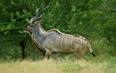 Daha büyük Kudu, tragelaphus strepsiceros, Bush 'ta duran erkek, Güney Afrika' daki Kruger Park  