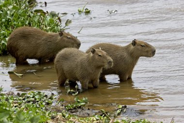 Capybara, hydrochoerus hydrochaeris, Swamp, Los Lianos, Venezuela 'daki grup.  