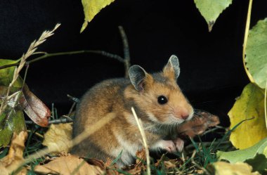 Altın Hamster, mezozetus auratus, Yetişkin   