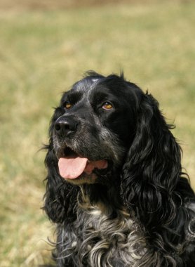 Mavi Picardy Spaniel 'in Portresi   