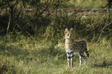 Serval, leptailurus serval, Adult, Masai Mara Park in Kenya  