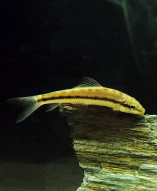 Siyam ya da Çin Algleri Yiyen, Gyrinocheilus aymonieri  