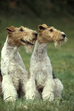 Tel saçlı Tilki Teriyer Köpeği  