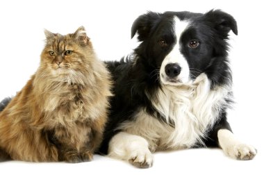 Sınır Collie Erkek Köpek ve Dişi Kaplumbağa Kabuğu Pers Kedisi Beyaz Arkaplan 'a Karşı  
