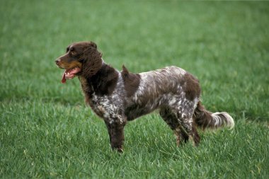 Picardy Spaniel Köpek, doğal arka plan