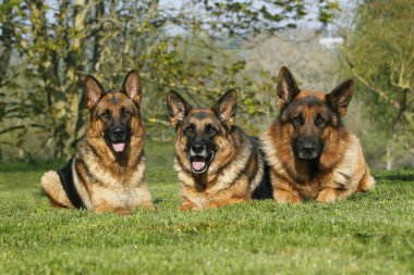 Alman Çoban Köpeği, Yetişkinler Çimlerin üzerinde  