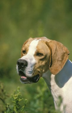 Pointer Köpeğinin Portresi  