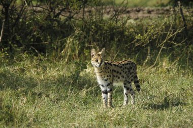 Hizmet, leptailurus serval, Kenya 'daki Masai Mara Park. 