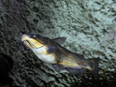 Black Bulhead, ictalurus melas  