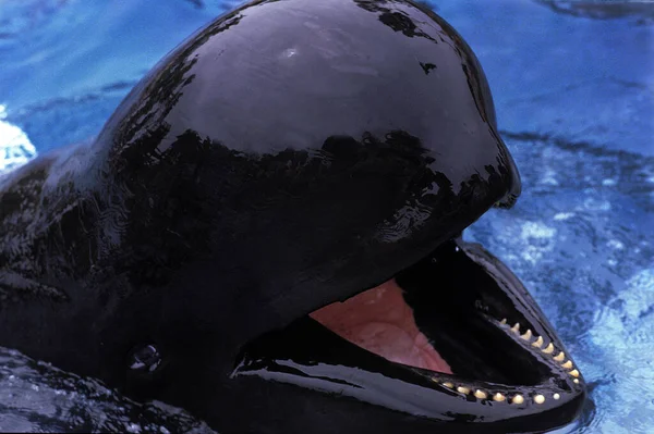 Wieloryb Długoogonowy Globicephala Melaena Otwartymi Ustami — Zdjęcie stockowe