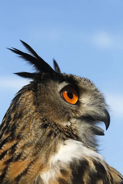 Europeisk Örnuggla Asio Otus Porträtt Vuxen — Stockfoto