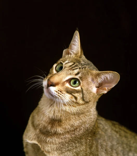 Gato Doméstico Mau Egipcio Retrato Adulto — Foto de Stock