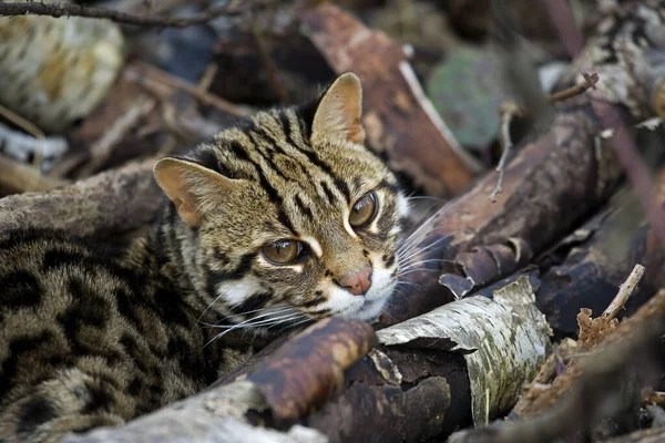 Leopard Cat Prionailurus Bengalensis — Stockfoto