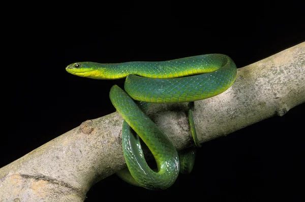 Groene Slang Opheodrys Major Tegen Zwarte Achtergrond — Stockfoto