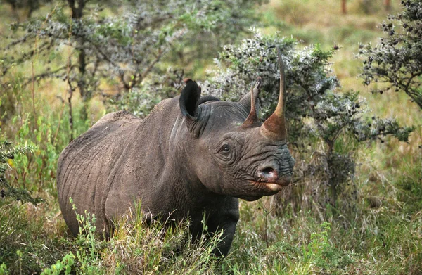 Rinoceronte Negro Diceros Bicornis Lago Nakuru Kenia —  Fotos de Stock