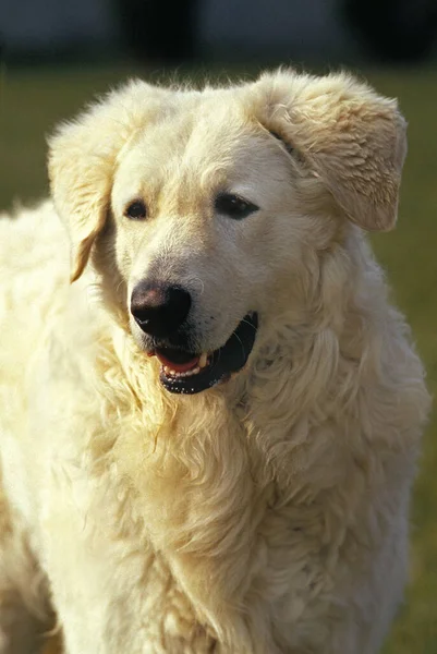 Kuvasz Dog Retrato Adulto — Fotografia de Stock