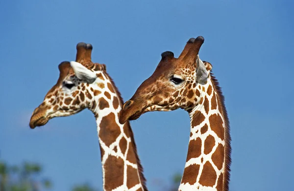 Retikulált Zsiráf Zsiráf Camelopardalis Reticulata Samburu Park Kenyában — Stock Fotó