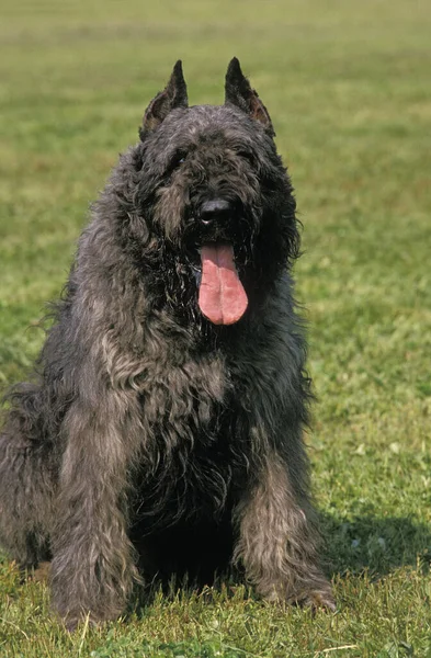 Belçika Sığır Köpeği Veya Flanders Sığır Köpeği Kesik Kulaklı Old — Stok fotoğraf