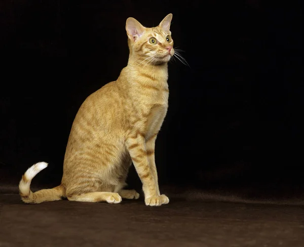 Rojo Oriental Gato Doméstico Sentado Contra Negro Fondo — Foto de Stock